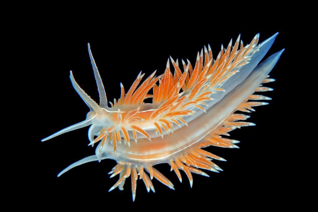 Gulen Dive Resort Dalsoyra Екстер'єр фото