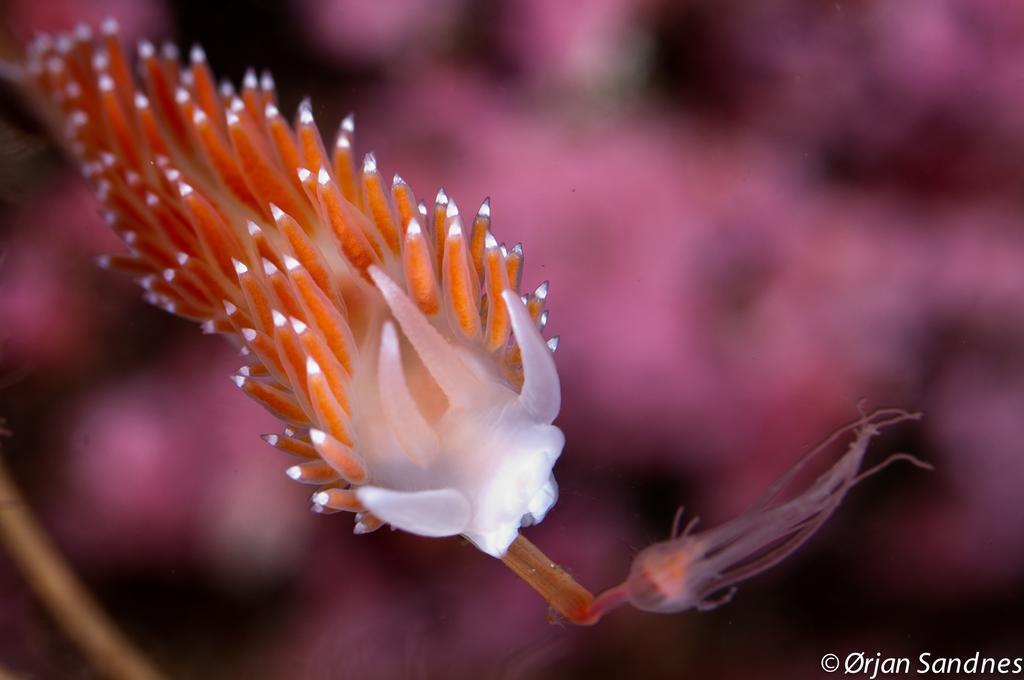 Gulen Dive Resort Dalsoyra Екстер'єр фото